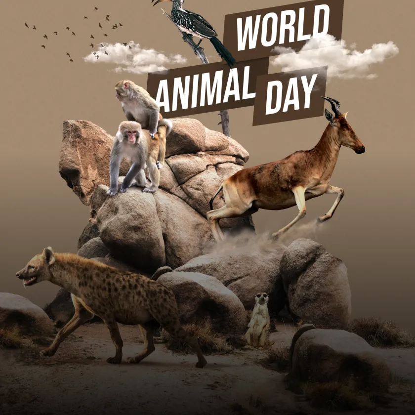 Animal Welfare